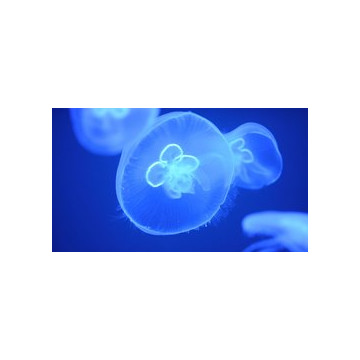 Akwarium dla meduz Orbit 16 - Cubic