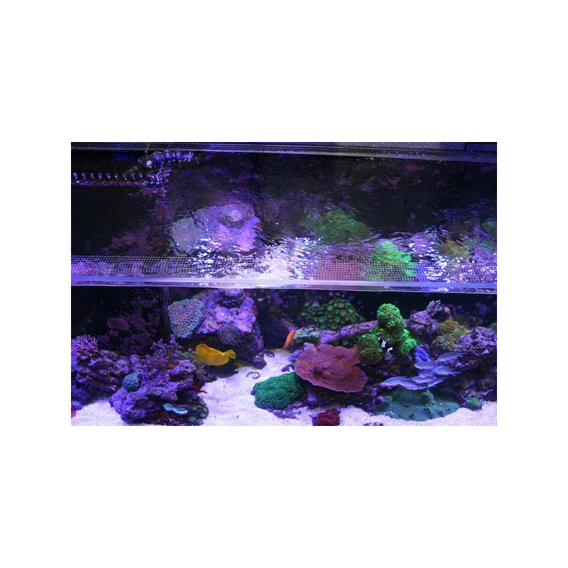 Banana Aquarium Fishguard - siatka