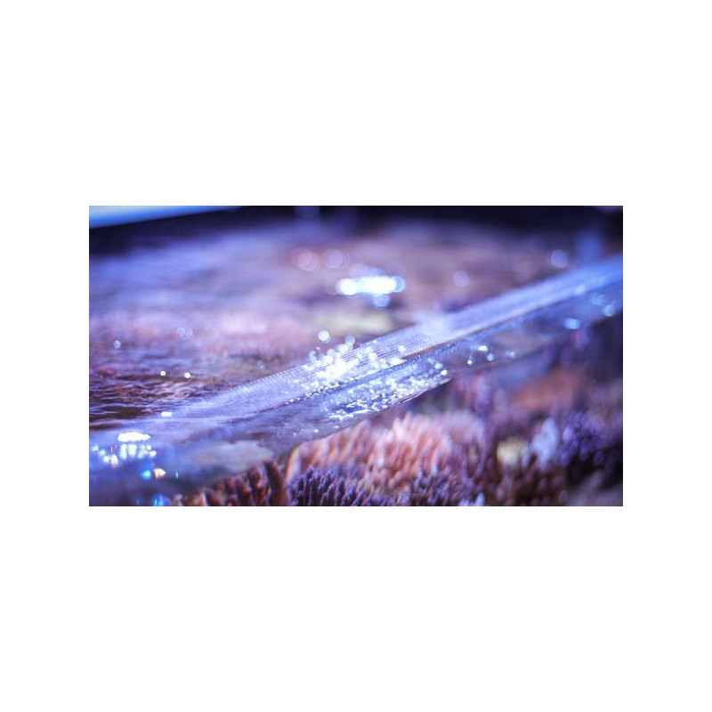 Banana Aquarium Fishguard - siatka