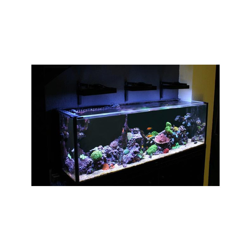 Banana Aquarium Fishguard - siatka