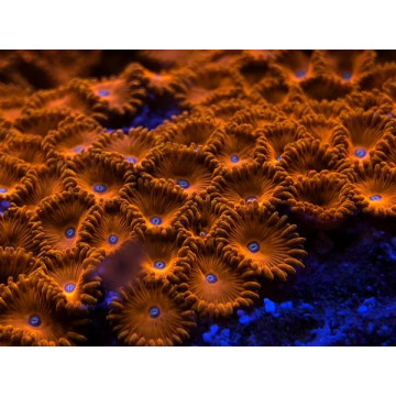 Coral Colour Photographic Lens GEN2 DD