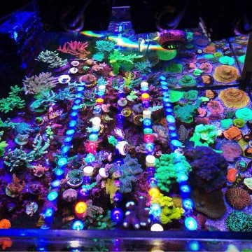 Orphek Oswietlenie LED rafy OR3 Reef Day Plus 90cm