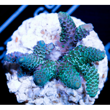 Millepora green with blue tips