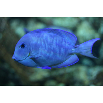 Blue Tang - Acanthurus coeruleus