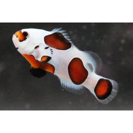 Mocha Storm Oceallaris Clownfish