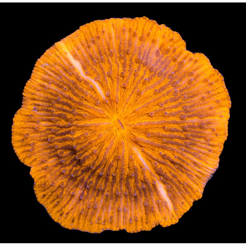 Fungia Ultra  Orange Sp.