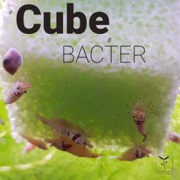 QualDrop Cube Bacter - rezerwuar pożytecznych bakterii 4 szt.