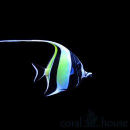 Ryba Zanclus Cornutus - Moorish Idol