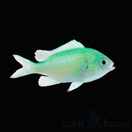 Ryba Chromis Viridis