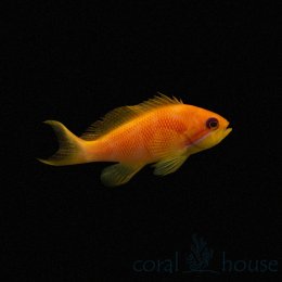 Ryba Pseudanthias Squamipinnis