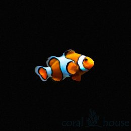 Ryba Amphiprion Ocellaris - błazenek