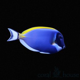 Ryba Acanthurus leucosternon