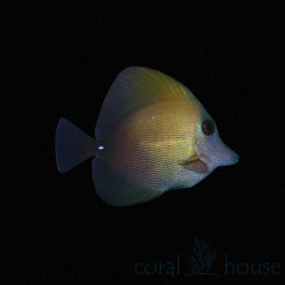 Ryba Zebrasoma Scopas