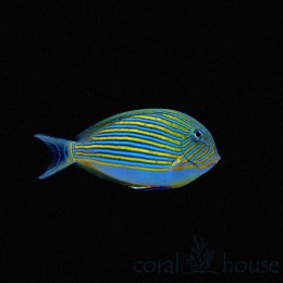 Ryba Acanthurus Lineatus