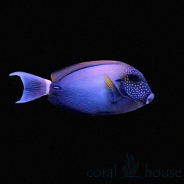 Ryba Acanthurus maculliceps