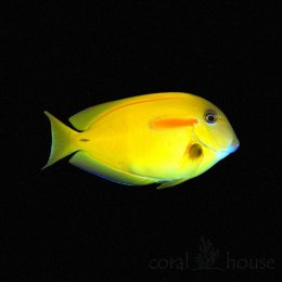 Ryba Acanthurus Olivaceous