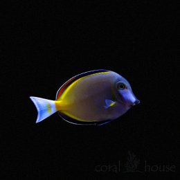 Ryba Acanthurus Japonicus