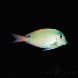 Ryba Acanthurus Nigrofuscus