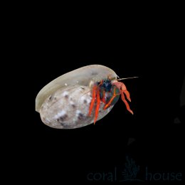 Krab Calcinus Red