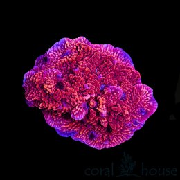 Koralowiec Montipora Red Fluo