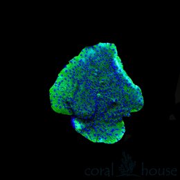 Koralowiec Montipora Delicatula