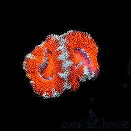 Koralowiec Acanthastrea Ultra Red