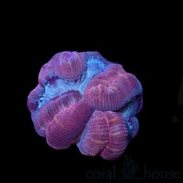 Koralowiec Trachyphyllia Dark Purple/Blue