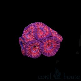 Koralowiec Acanthastrea Ultra Red/Pink