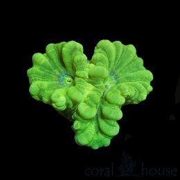 Koralowiec Calustrea Green Fluo