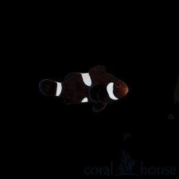 Ryba Amphiprion Black Ocellaris Misbar