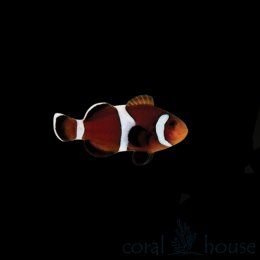 Ryba Amphiprion Oceallaris Caramel