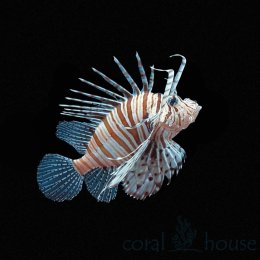 Ryba Pterois Volitans