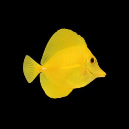 Ryba Zebrasoma Flavescens (S)