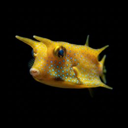 Ryba Lactoria cornuta