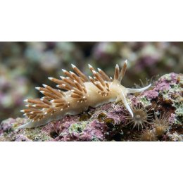 Berghia stephanieae – Ślimak Nagoskrzelny na Aiptazję (Naturalny Pogromca)