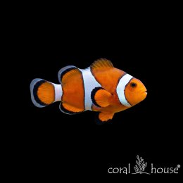 Ryba morska Amphiprion ocellaris Błazenek okoniowy