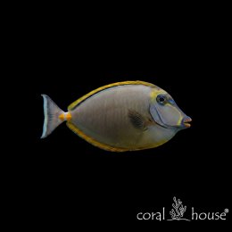 Ryba morska Naso elegans Pokolec elegans