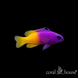 Ryba morska Gramma loreto Gramma królewska