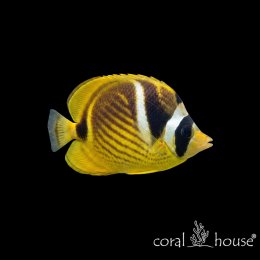 Ryba morska Chaetodon lunula Ustnik lunula