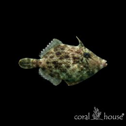 Ryba morska Acreichthys tomentosus Brzydal