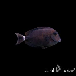 Ryba morska Acanthurus nigrofuscus Pokolec brunatny