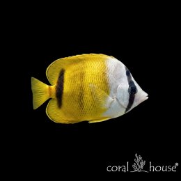 Ryba morska Chaetodon kleinii Ustnik Kleina