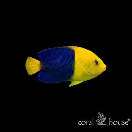 Ryba morska Centropyge bicolor Centropyga dwubarwna