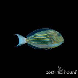 Ryba morska Acanthurus lineatus Pokolec strojny