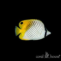Ryba morska Chaetodon auriga Ustnik pawik