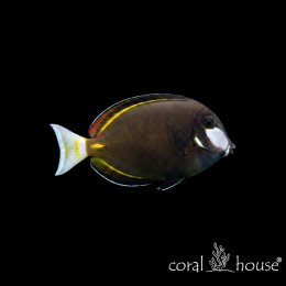 Ryba morska Acanthurus japonicus Pokolec japoński