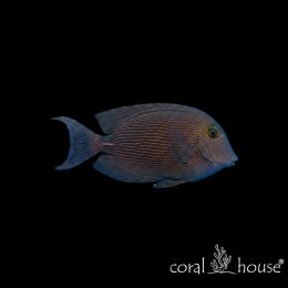 Ryba morska Ctenochaetus striatus Pokolec prążkowany