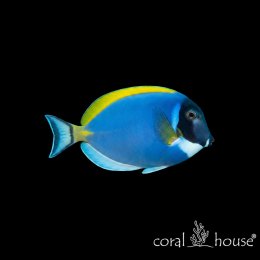 Ryba morska Acanthurus leucosternon Pokolec białobrody