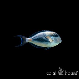 Ryba morska Acanthurus sohal Pokolec sohal