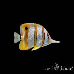 Ryba morska Chelmon rostratus Pensetnik dwuoki